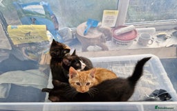 British Shorthair cats for sale: Kittens for sale - Image 4