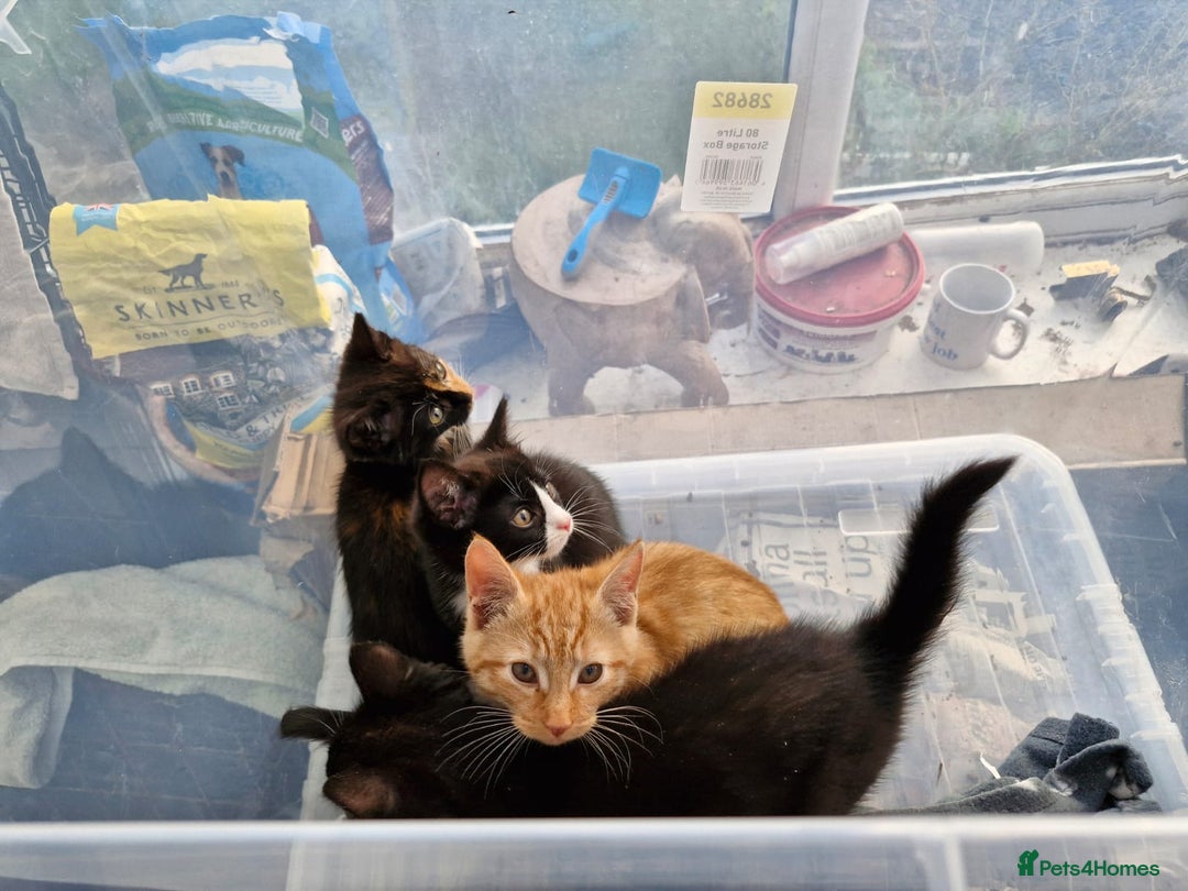 British Shorthair cats for sale: Kittens for sale - Image 4