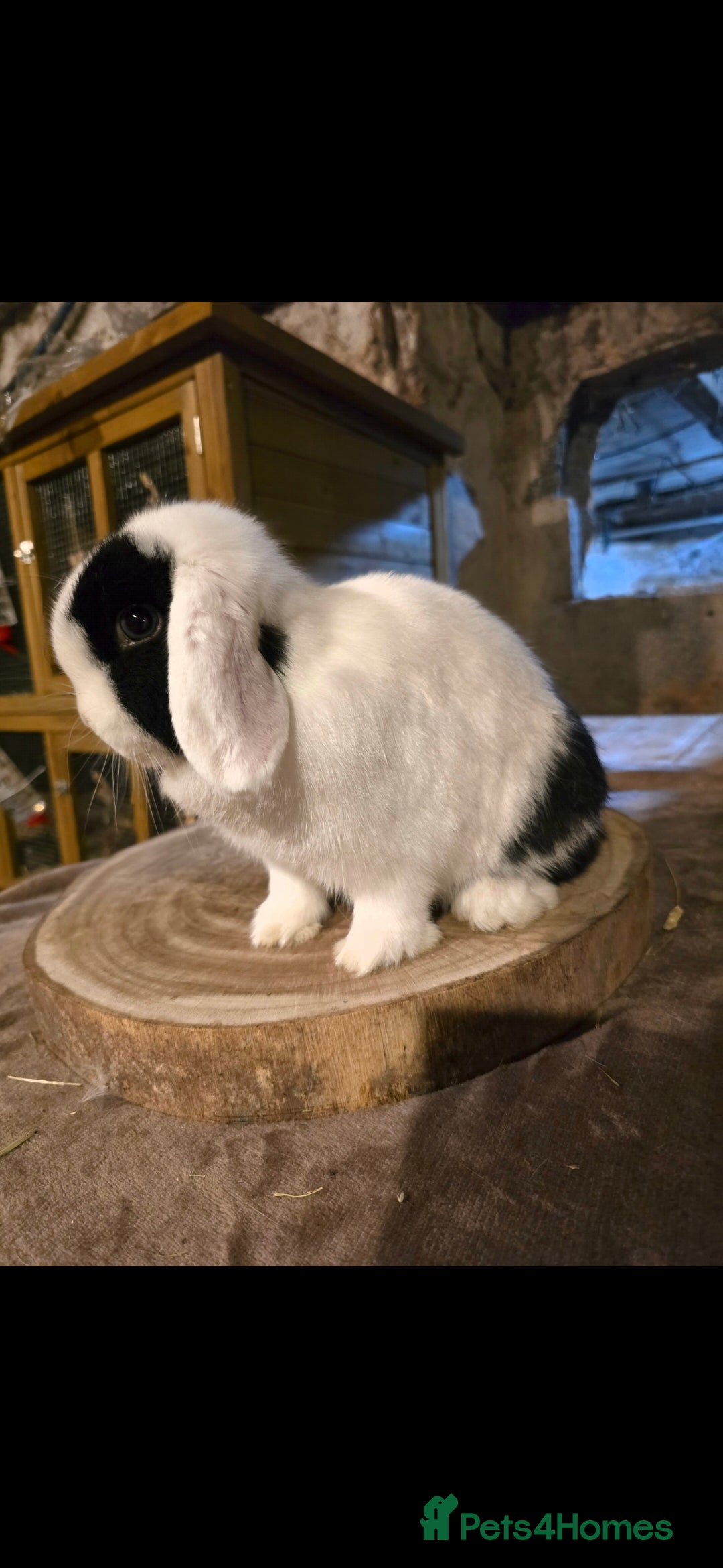 Mini Lop rabbits for sale: Black extreme, mini lop Doe - Advert 1