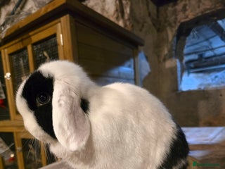 Mini Lop rabbits Black extreme, mini lop Doe - Advert 2