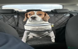 Beagle dogs for stud: Beagle for stud - Image 9