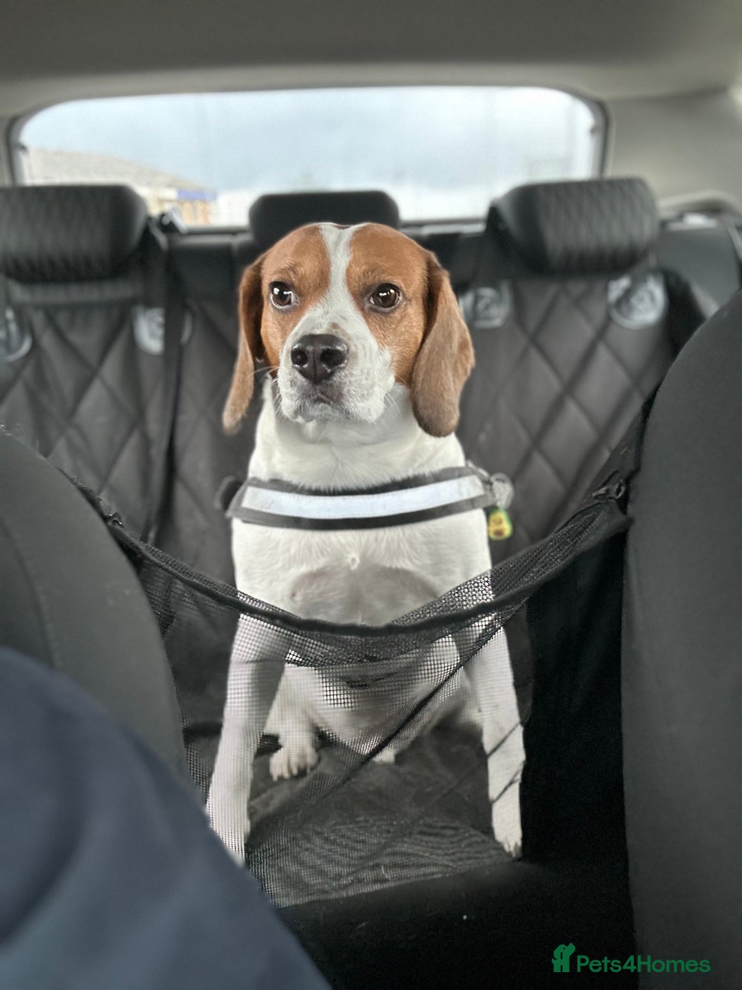 Beagle dogs for stud: Beagle for stud - Image 9