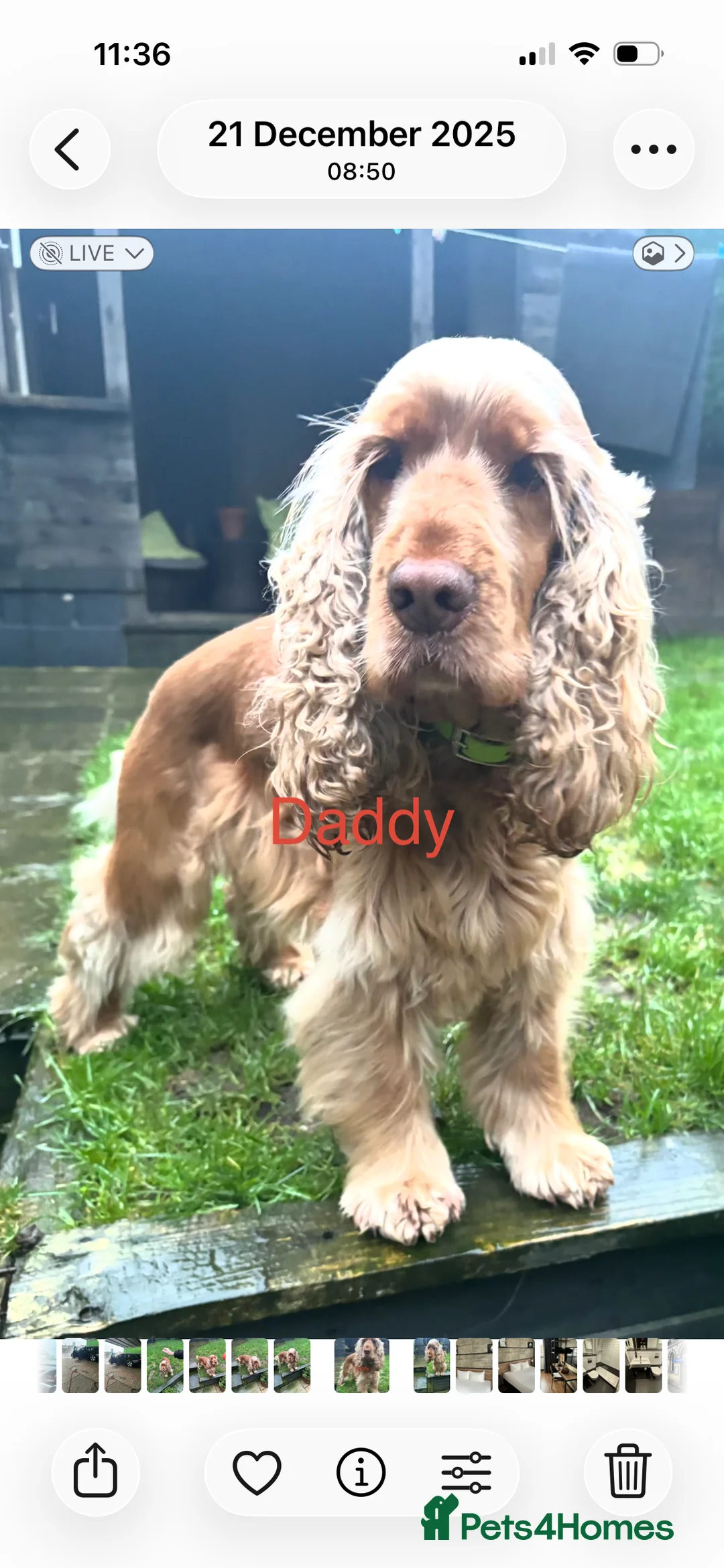 Cockapoo dogs for sale: F1 Cockapoo puppies. 1 Golden & 1 Chocolate/Tan in Rotherham - Advert 8