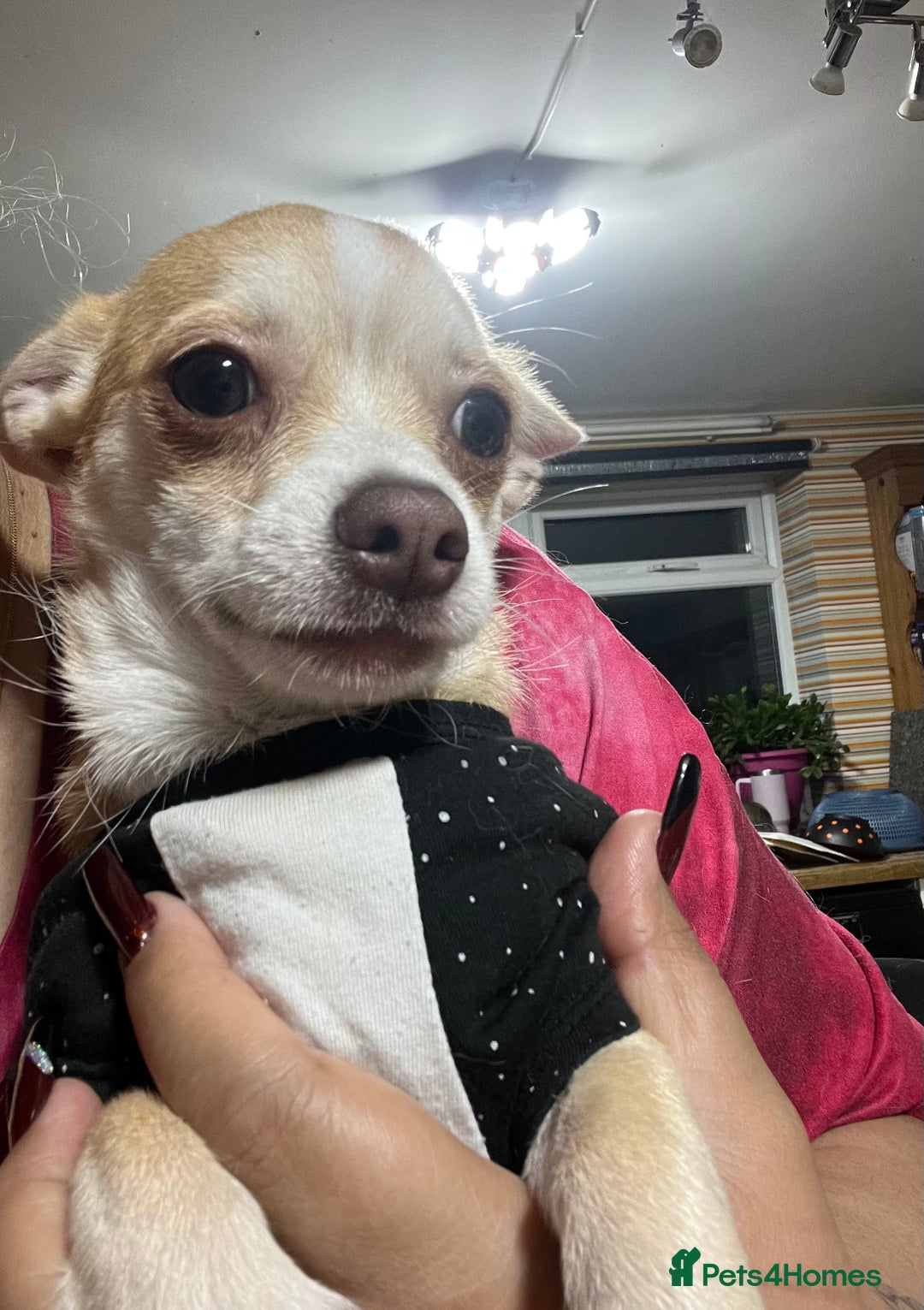Chihuahua dogs for sale: 3 small chihuahua puppies  - Image 18