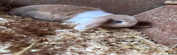 Mini Lop rabbits for sale: 5 beautiful bunnies for sale  - Advert 20