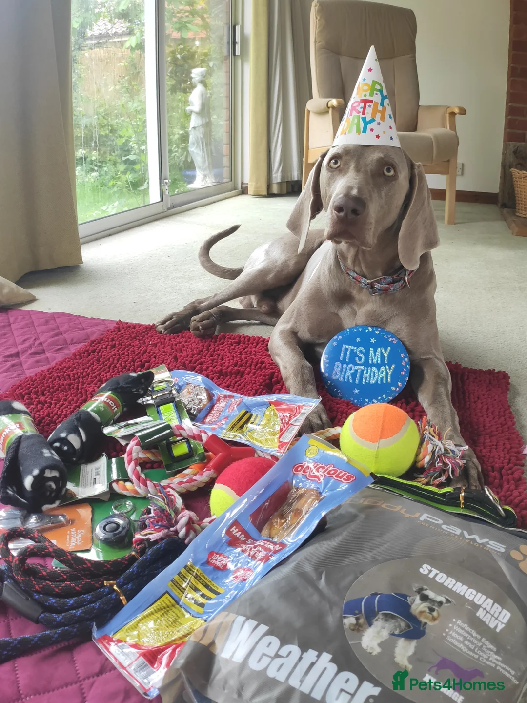 Weimaraner dogs for stud: 🔥super stud🔥Hipscored🔥KC reg in Woodbridge - Advert 16