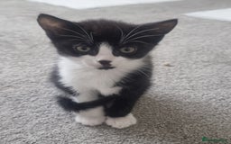 Turkish Angora cats for sale: Turkish Angora X Kittens Ready for New Homes  - Image 3