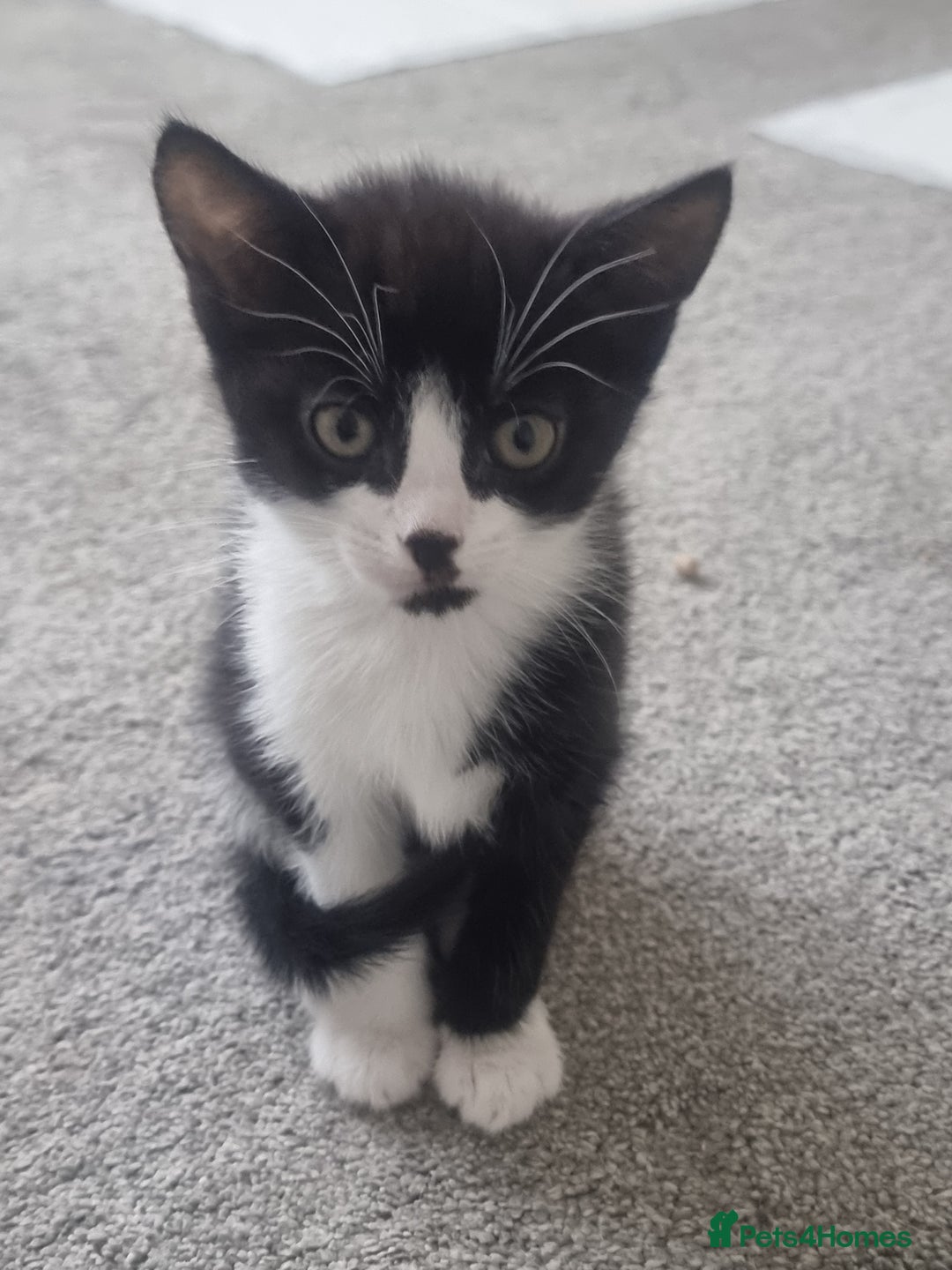 Turkish Angora cats for sale: Turkish Angora X Kittens Ready for New Homes  - Image 3