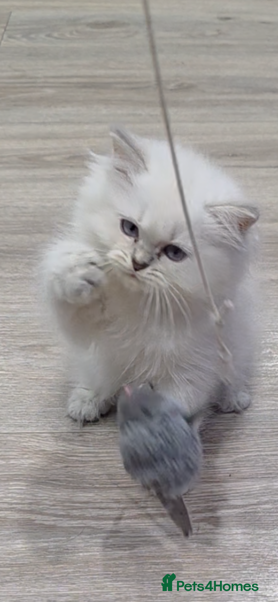 British Longhair cats Lilac golden tip female  - Advert 1