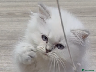 British Longhair cats Lilac golden tip female - Advert 5