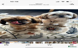 Shih Tzu dogs for sale: 2 female Shih tzu - Image 2