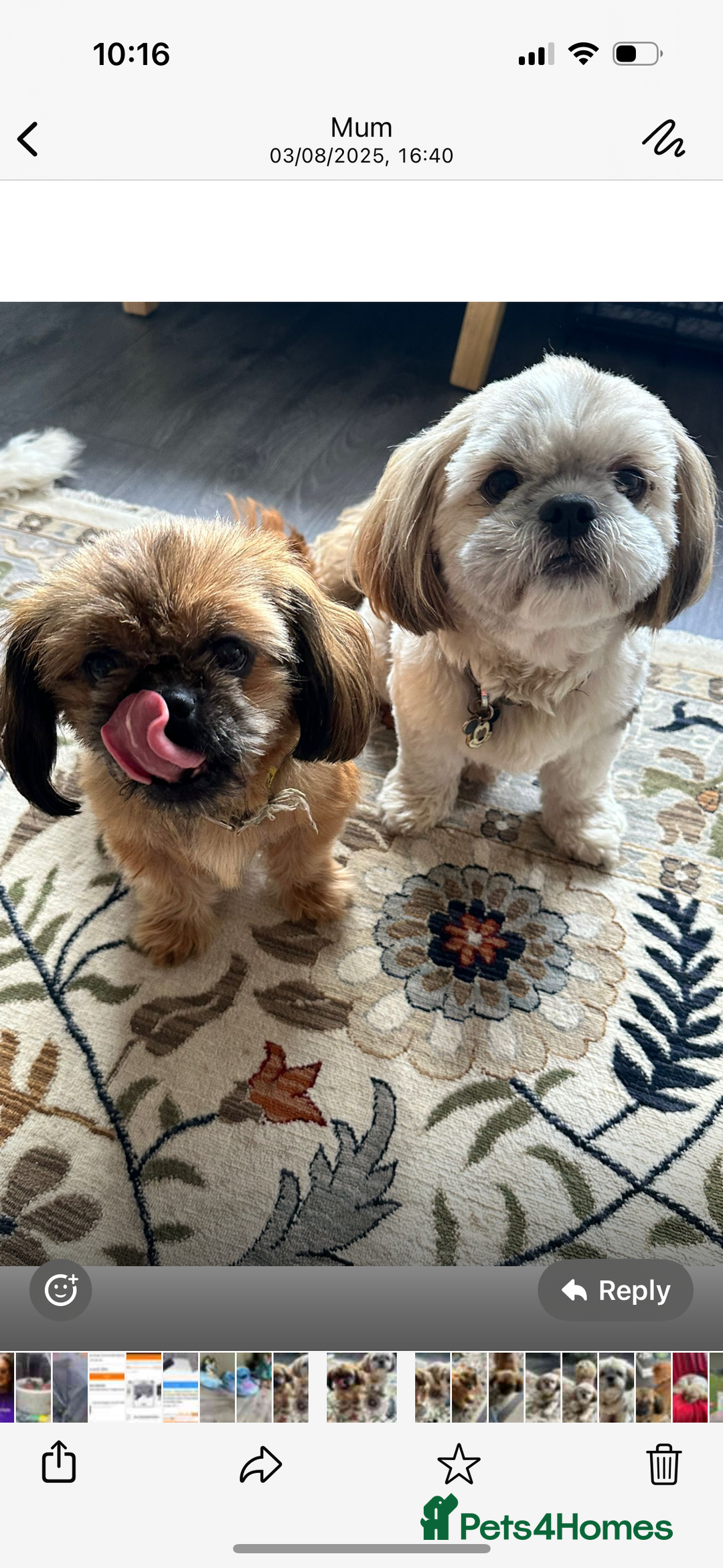 Shih Tzu dogs for sale: 2 female Shih tzu - Image 2