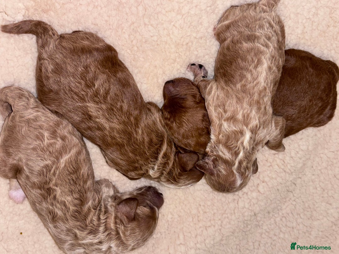 Cockapoo dogs for sale: F1B cockapoo puppies  - Advert 2