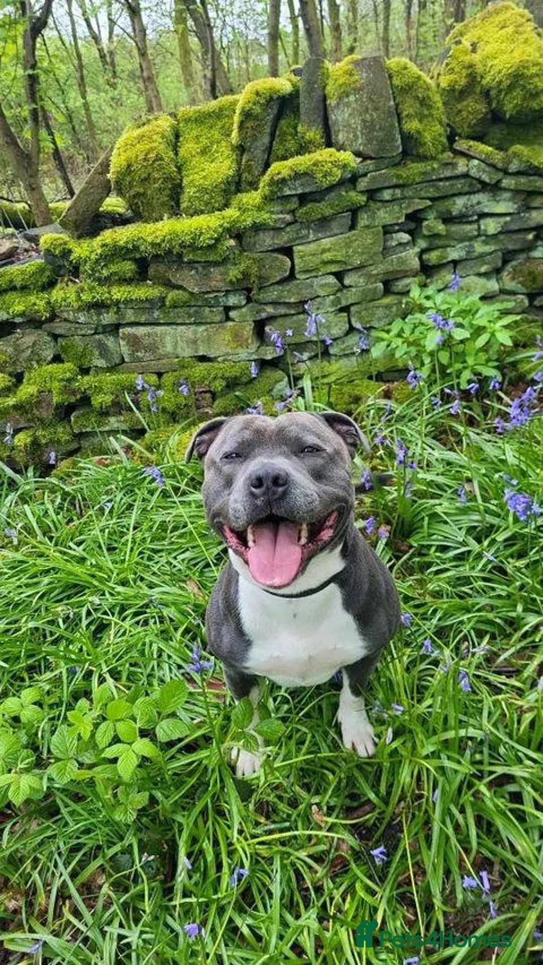 Staffordshire Bull Terrier dogs for stud: Geministaffs Socks KC stud in Halifax - Advert 7