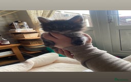 Maine Coon cats for sale: Maine Coon kittens  - Image 8
