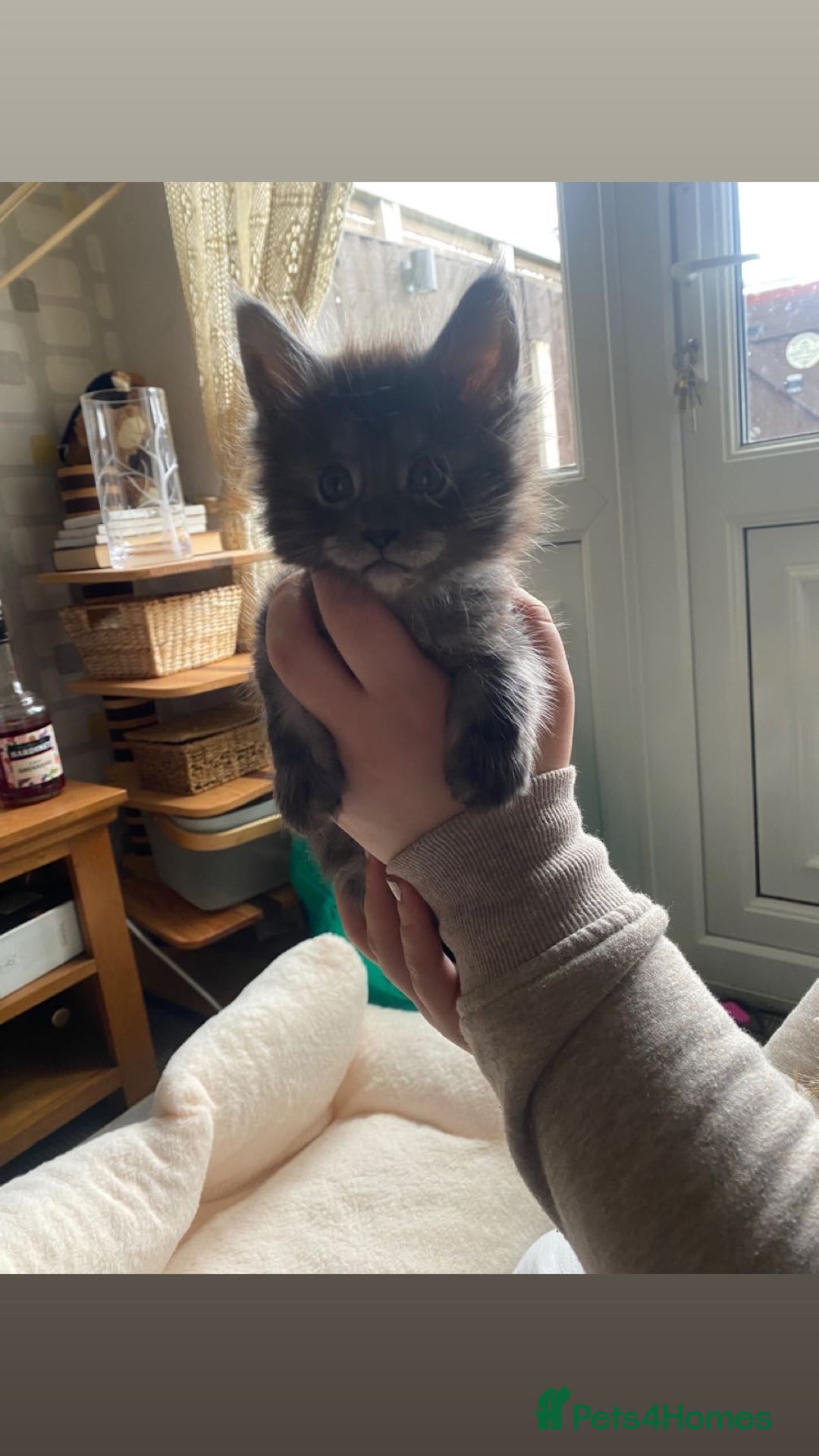 Maine Coon cats for sale: Maine Coon kittens  - Image 8
