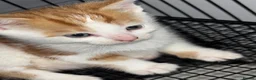 Mixed Breed cats for sale: Grey/ blue eyes ginger / white kittten  - Advert 4