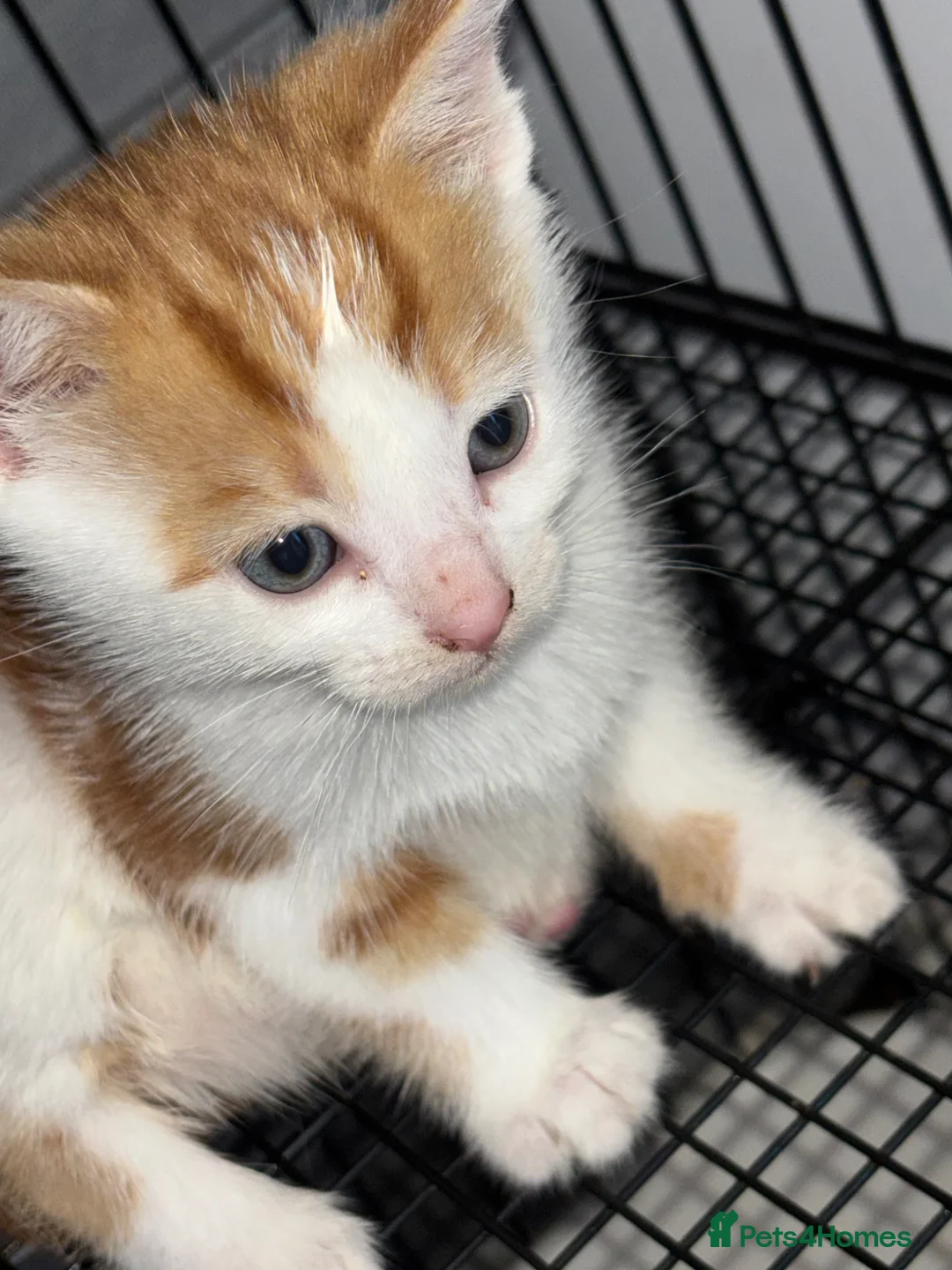 Mixed Breed cats for sale: Grey/ blue eyes ginger / white kittten  - Advert 4