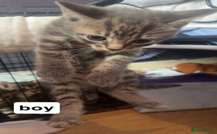 Mixed Breed cats - Advert 5