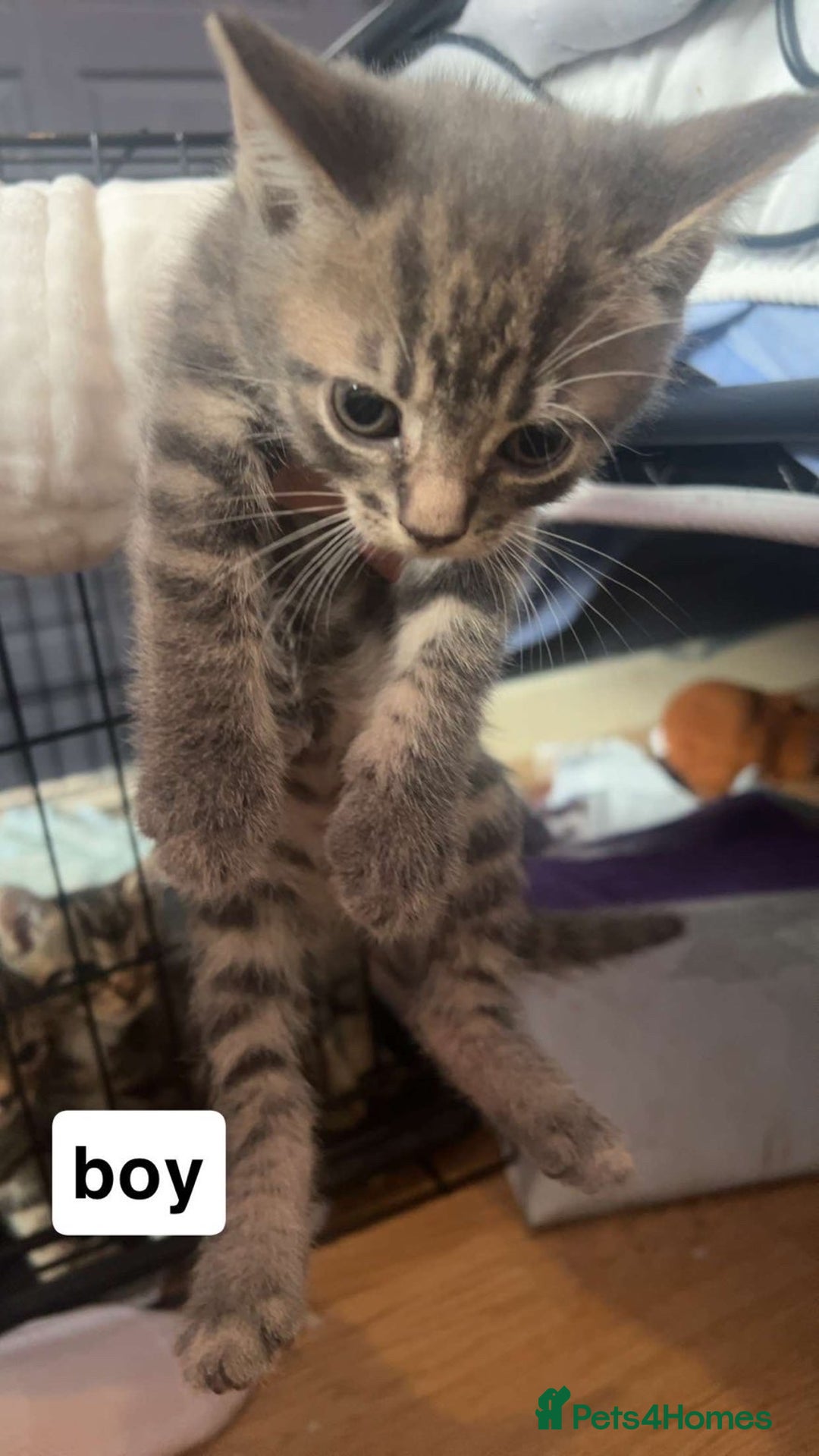 Mixed Breed cats for sale: Kittens  - Image 1