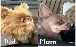 Chihuahua dogs for sale: LAST BOY.. KC registered, STUNNING, READY NOW - Image 3