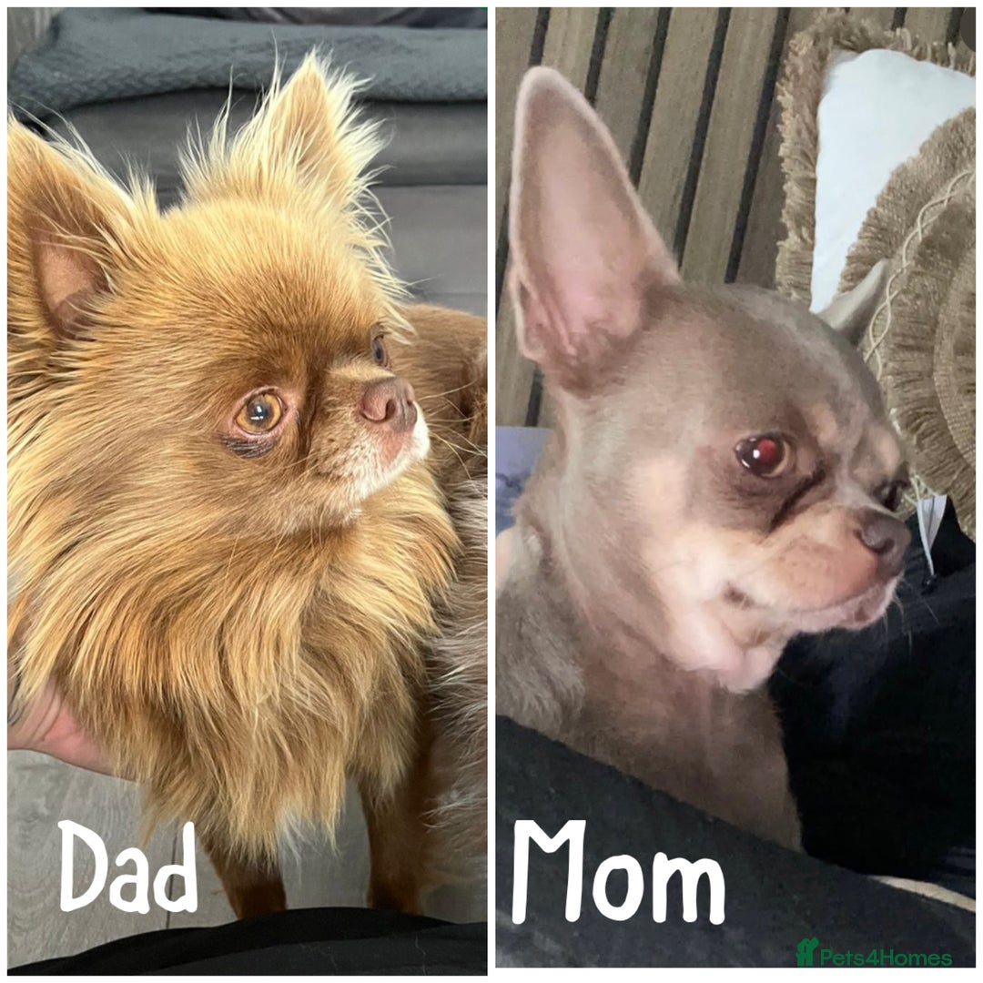Chihuahua dogs for sale: LAST BOY.. KC registered, STUNNING, READY NOW - Image 3