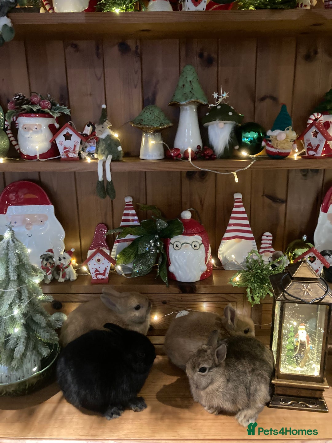 Netherland Dwarf rabbits for sale: Pure bred Netherland Dwarf Rabbits - Advert 8