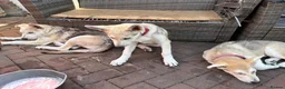Mixed Breed dogs for sale: Low Content Wolfdog puppies  - Advert 5