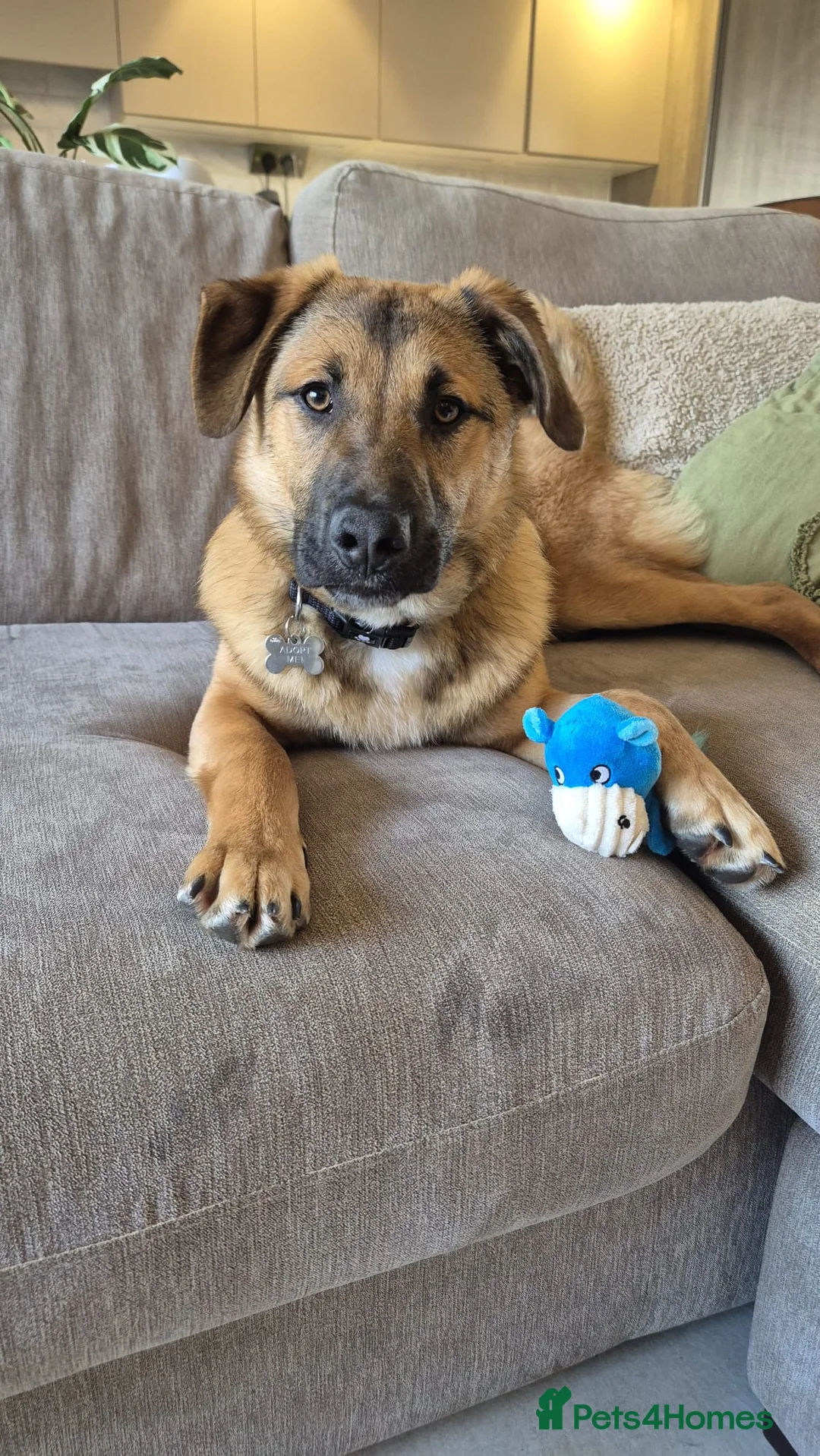 Mixed Breed dogs for adoption: CODY - The Cuddly Adventure Hero - Advert 1