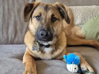 Mixed Breed dogs CODY - The Cuddly Adventure Hero - Advert 1