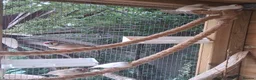 Finches birds for sale: Zebra Finches  - Advert 2