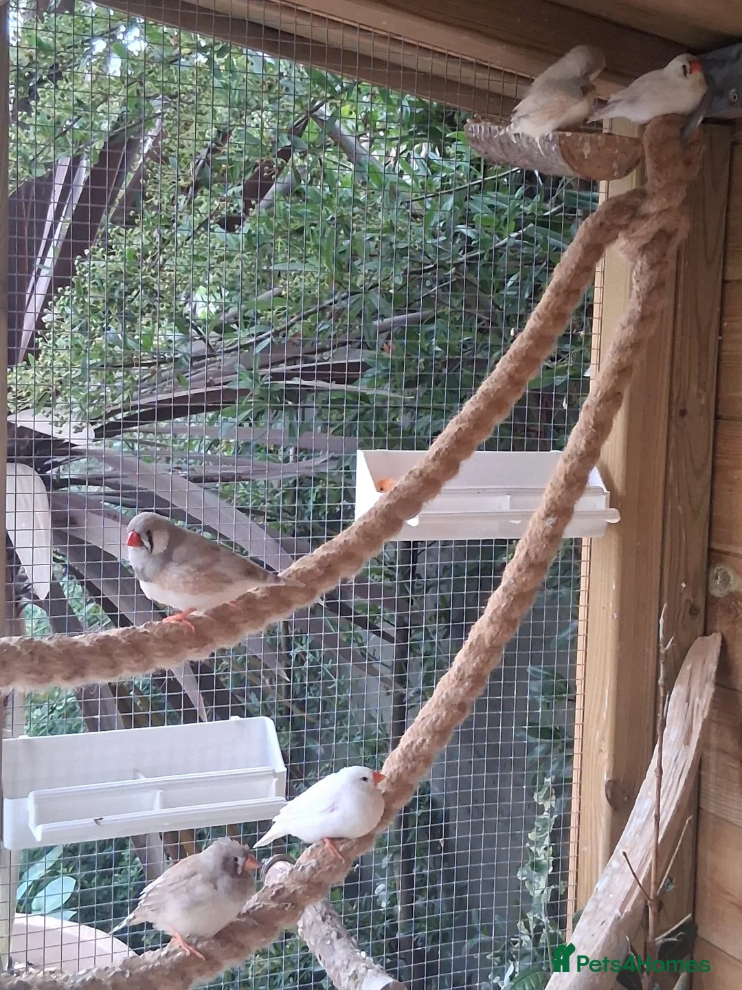 Finches birds for sale: Zebra Finches  - Advert 2