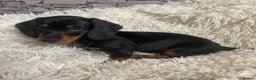 Dachshund dogs for sale: SOLD  - Advert 8