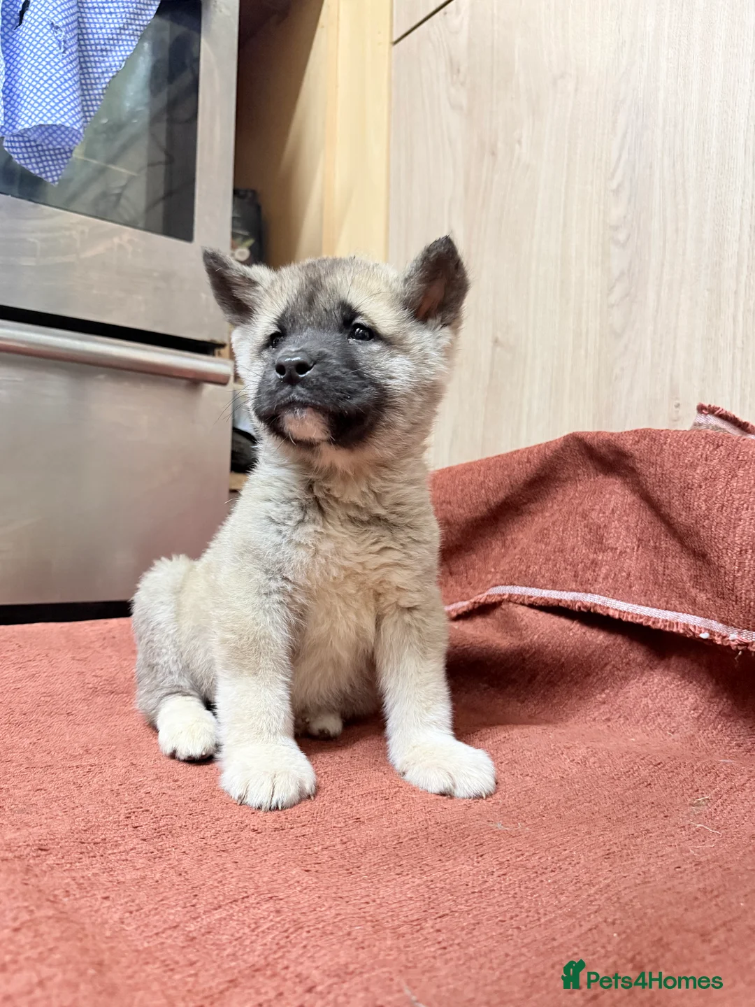 Akita dogs for sale: American Akita - Advert 9