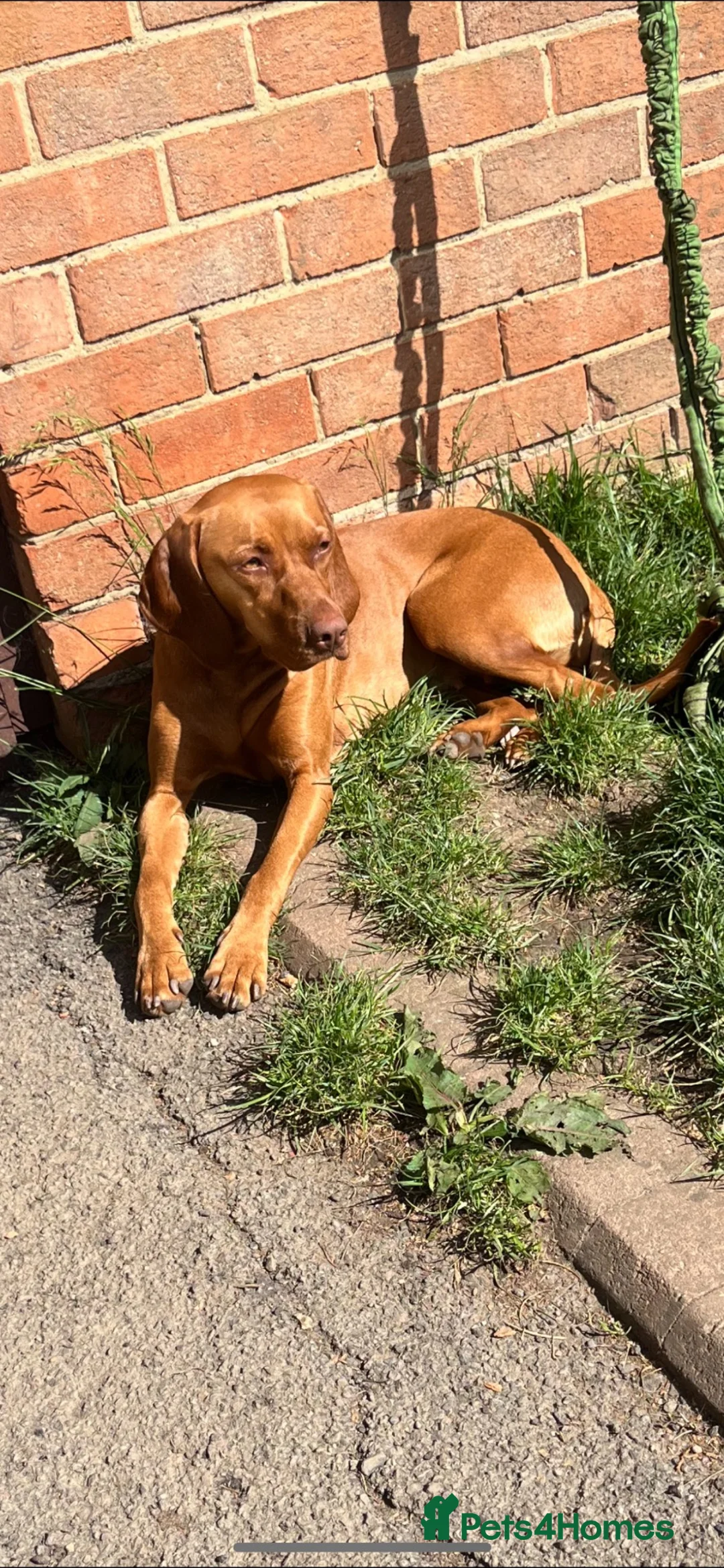 Hungarian Vizsla dogs for sale: Beautiful Hungarian vizsla - Advert 1
