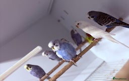 Budgerigars birds for sale: Beautiful baby budgies  - Image 5