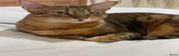 Savannah cats for sale: Sia - Brown Spotted Savannah Female in Bushey - Advert 2