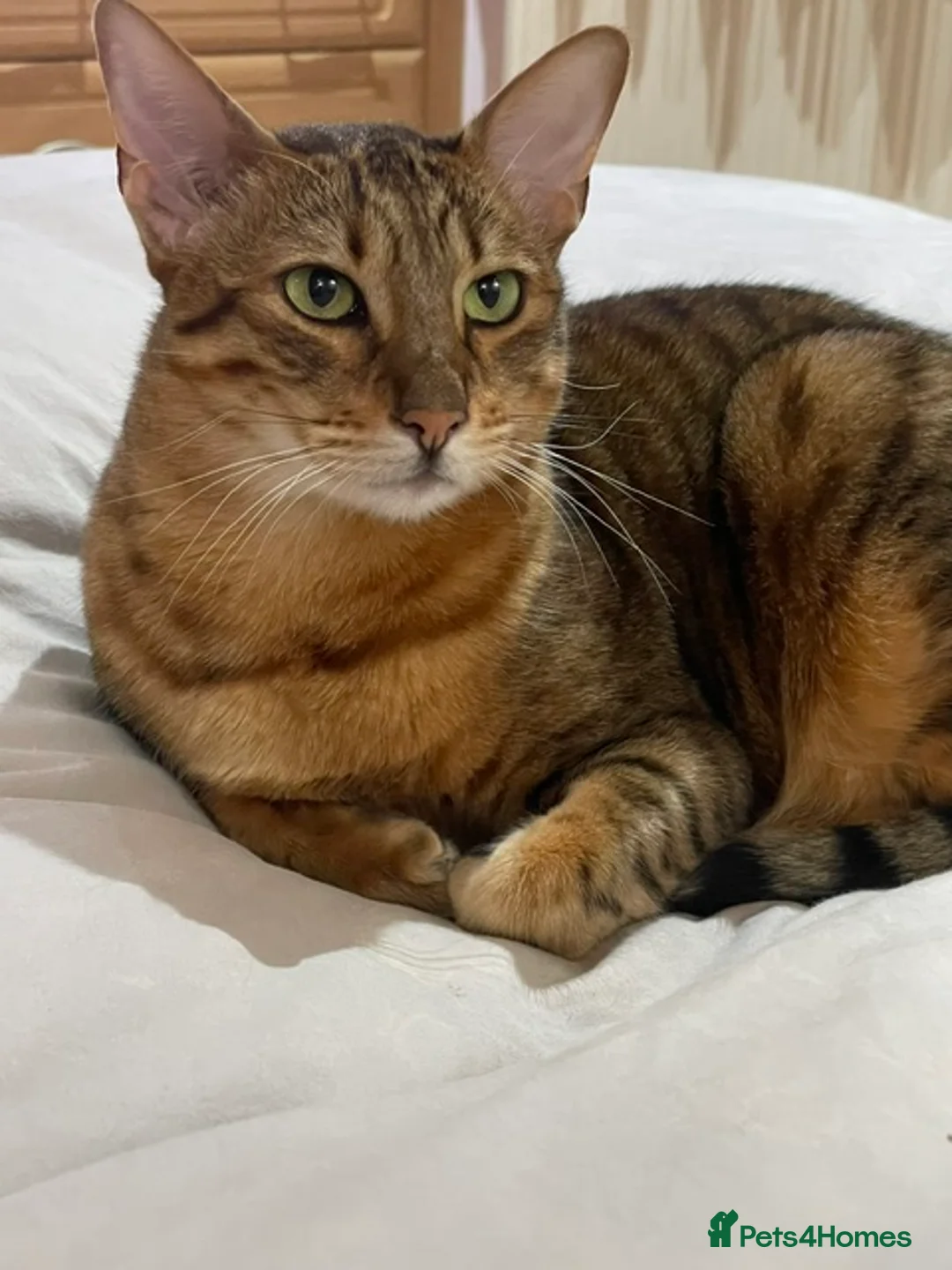 Savannah cats for sale: Sia - Brown Spotted Savannah Female in Bushey - Advert 2
