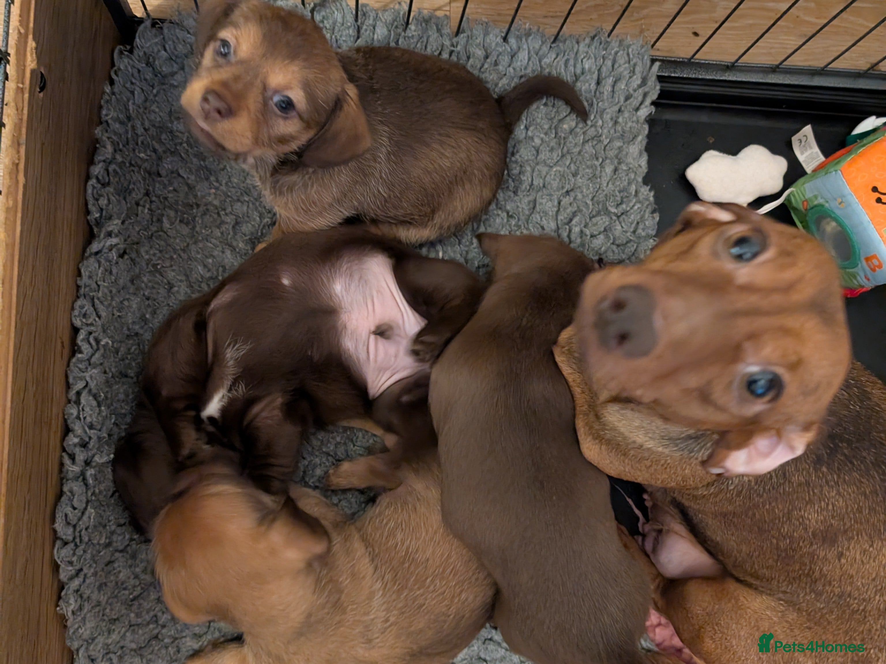 Mixed Breed dogs Miniature Dachshund/Shih Tzu (Schweenie) Puppies - Advert 1