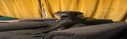 Great Dane dogs for sale: 7month blue Great Dane  - Advert 1
