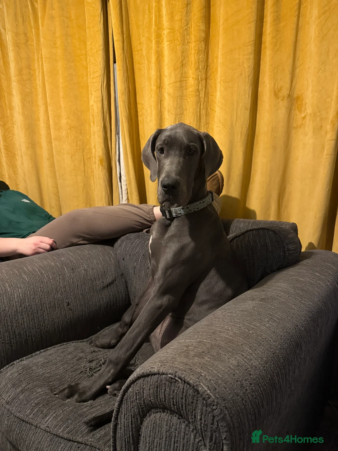 Great Dane dogs for sale: 7month blue Great Dane  - Advert 1