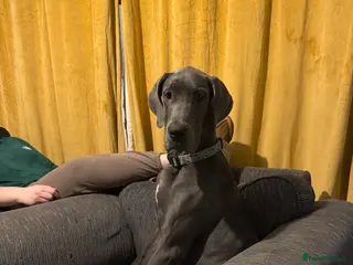 Great Dane dogs 7month blue Great Dane - Advert 1