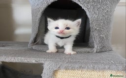 Ragdoll cats for sale: GCCF Seal point and bi colour Ragdoll Kittens - Image 24