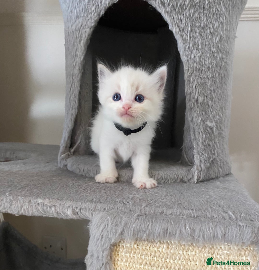 Ragdoll cats for sale: GCCF Seal point and bi colour Ragdoll Kittens - Image 24