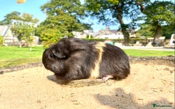 Guinea Pig rodents for sale: Long haired Guinea Pigs For Sale - Image 11