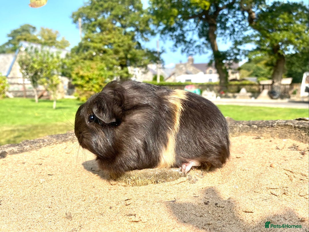Guinea Pig rodents for sale: Long haired Guinea Pigs For Sale - Image 11