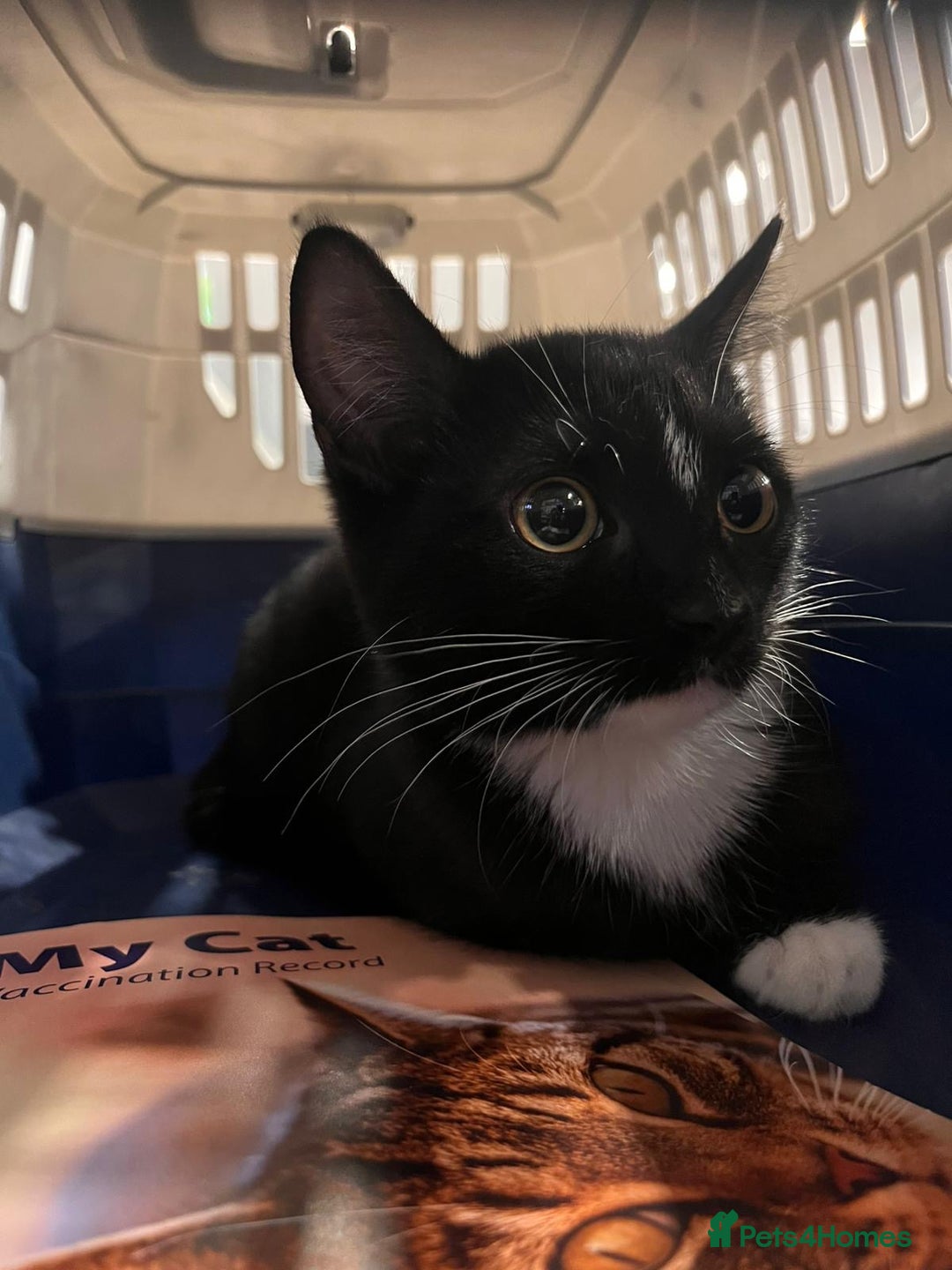 Mixed Breed cats for sale: Black & White Tuxedo Cat Looking for a Loving Home - Advert 2