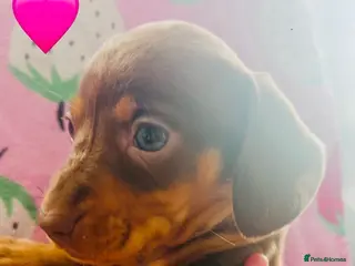 Miniature Dachshund dogs Miniature dachshunds 🩷🩵2 girls left 🩷🩵 - Advert 14