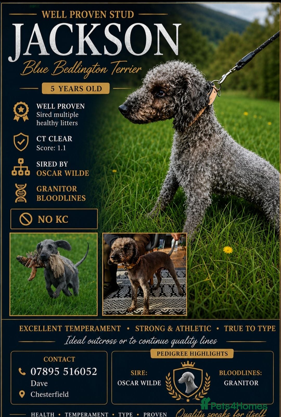 Bedlington Terrier dogs Blue.  Bedlington terrier for stud  CT Clear   - Advert 5
