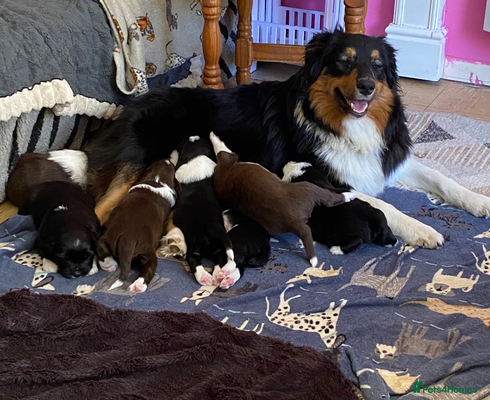 Mixed Breed dogs for sale: Australian Shepherd x Springer Spaniel Puppies - Advert 1